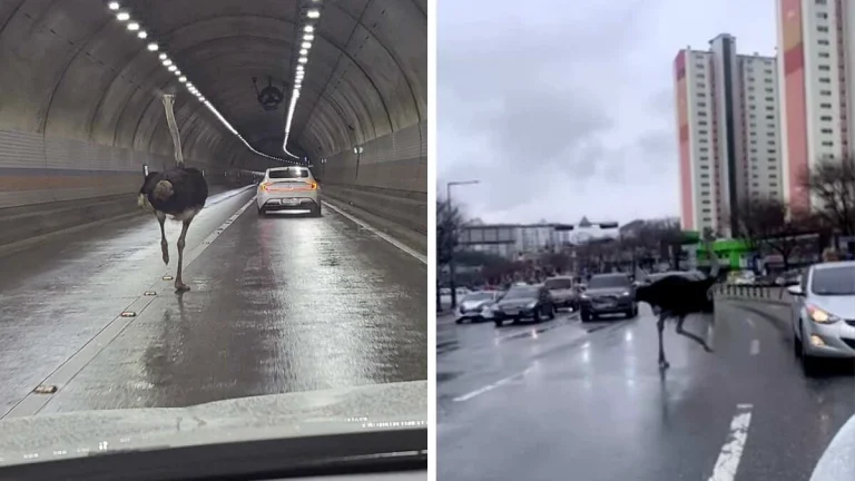 WATCH | Ostrich runs around, dodging traffic after escape from South Korean zoo