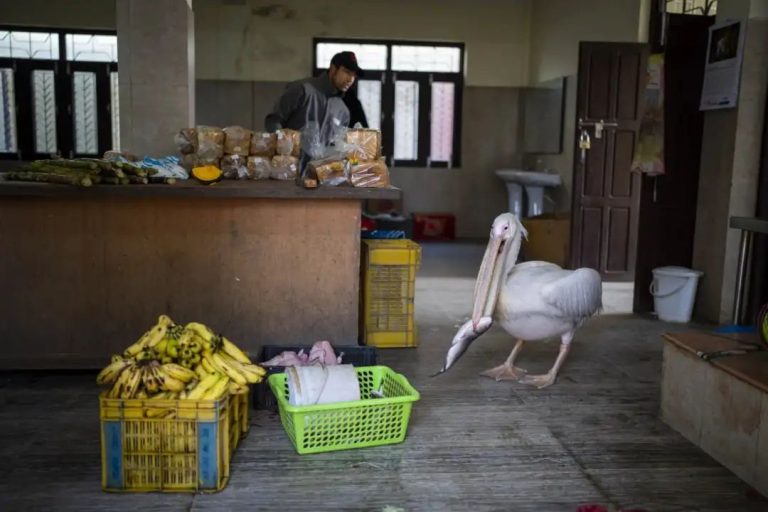 A 41-year-old pelican and other animals wait for their food at Nepal’s only zoo