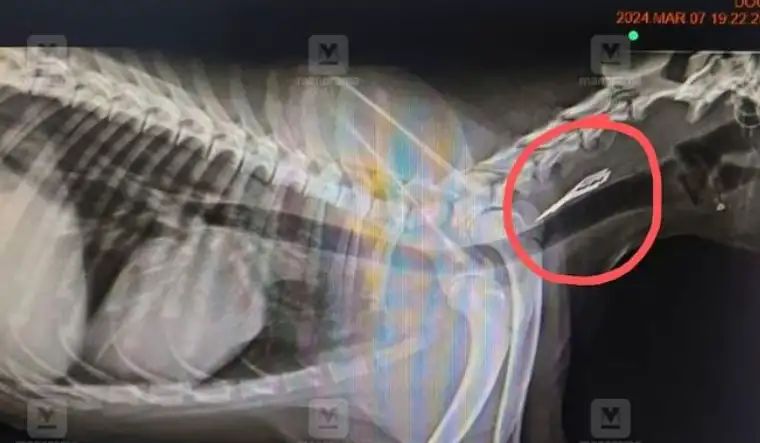 Scary X-ray reveals brand new razor blade stuck in pet dog’s throat in Kerala, then…