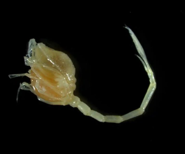 Around 100 new marine species discovered in New Zealand