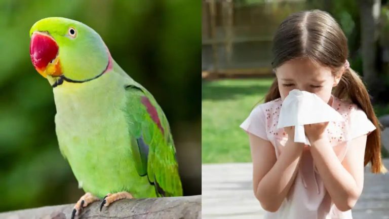 Parrot Fever: Symptoms, Prevention, Treatment And All You Need To Know