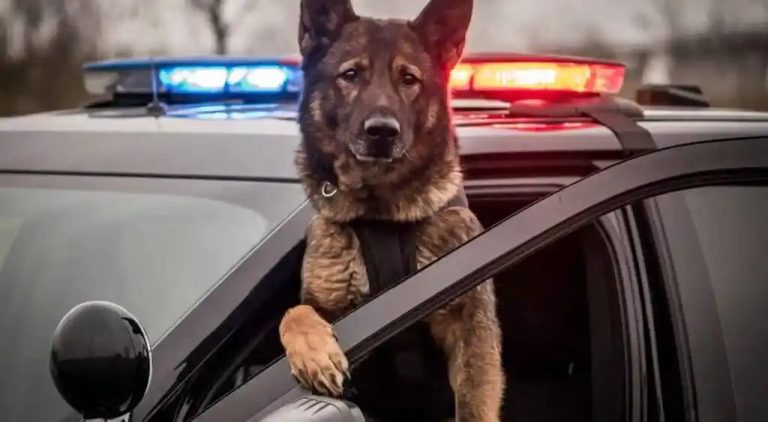 Legal Weed In Ohio Sends Police K9s Into Retirement As They Can’t Unlearn Cannabis Detection Skills, Now What?