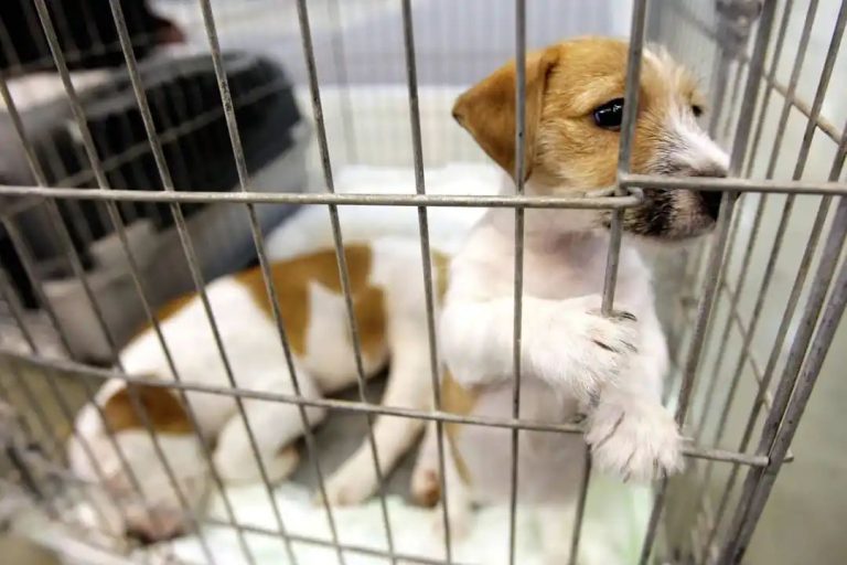 Proposals to crack down on puppy smuggling clear first Commons hurdle