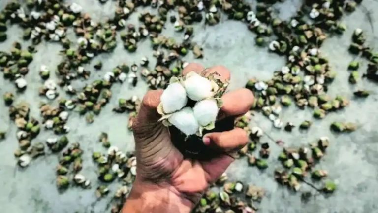 Firms decry ‘small rise’ in Bt cotton seed price