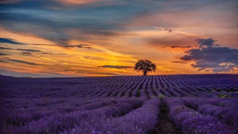 Lavender revolution in Himachal Pradesh, Northeast to boost entrepreneurship: Govt