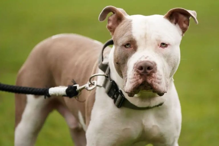 Four hurt in attack by dog suspected to be XL bully