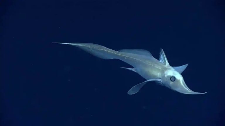 Rare ‘ghost shark’, which hunts in deep ocean, found in Thailand