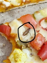 Dead cockroach found in pizza, customer creates ruckus;  Demanded action from health department – ​​News India Live