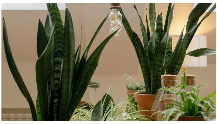 Snake Plant Vastu: If snake plant is kept in this direction then there will be prosperity in the house…