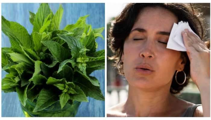 Body Cool Herbs: These 4 herbs keep the body cool from inside in summer…