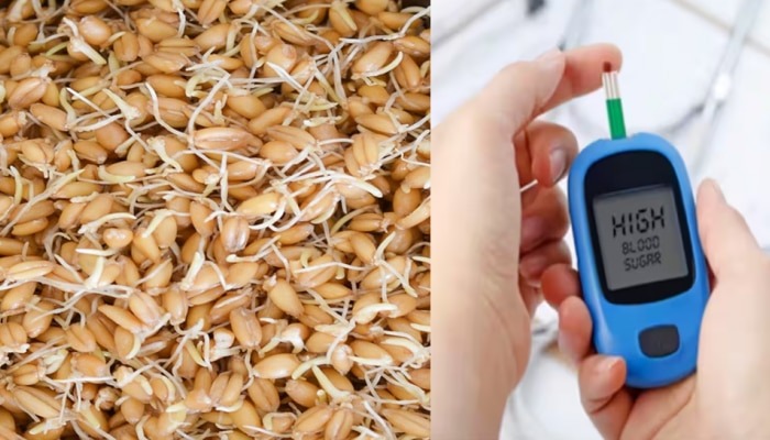 Control diabetes: Regular consumption of this sprouted grain is a boon for diabetic patients