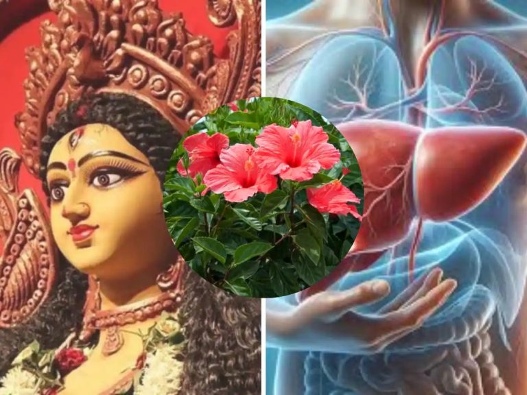 Benefits of Hibiscus: Maa Durga’s favorite red flower is a treasure of health, heart and liver will become healthy