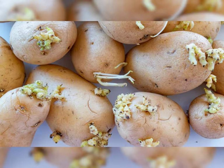 Sprouted Potatoes: Eating sprouted potatoes will make the body a home for diseases, know about the disadvantages of eating such potatoes