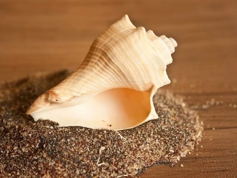 Follow these rules while keeping conch shells in the house, this will always ensure happiness and peace!