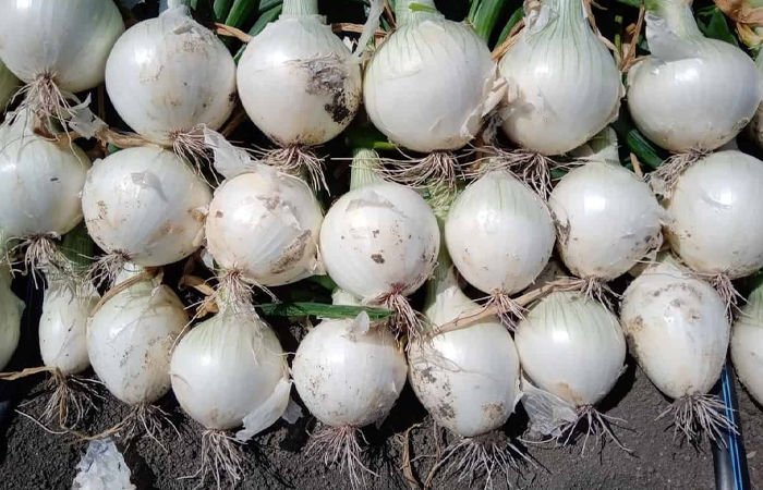 Government eases ban on export of white onion, farmers likely to benefit – ..