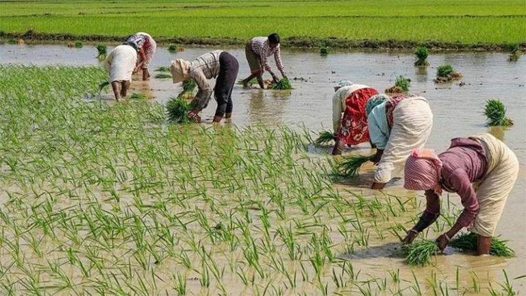 Increase sowing of summer crops of pulses, oilseeds and paddy – ..