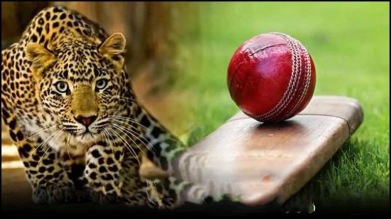 Former cricketer attacked by leopard, admitted to hospital injured