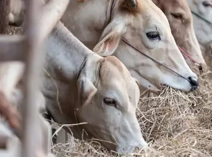 Is it auspicious to see a cow in a dream?  Know what it means!