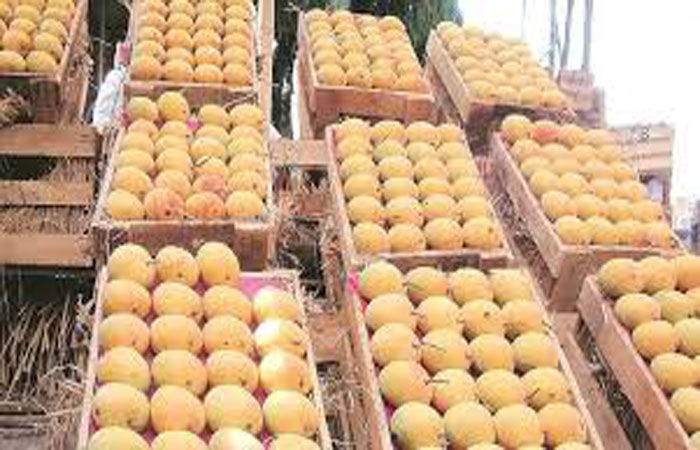 95 thousand boxes of mangoes arrived in APMC market