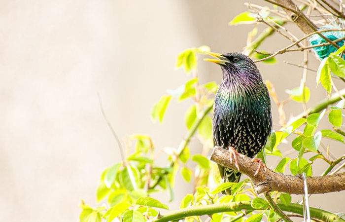 Police tension increased after hearing such sound of sparrow, discussion broke out on social media