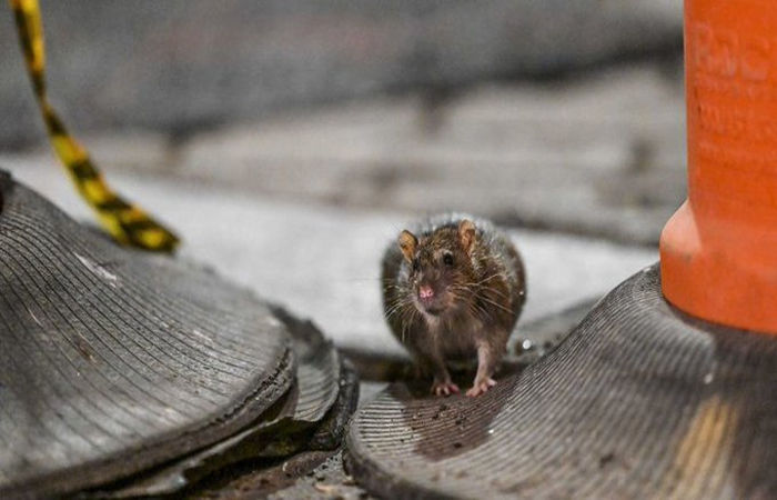 To reduce the number of rats in America’s financial capital which is plagued by rats, they will be fed contraceptive pills – News India Live