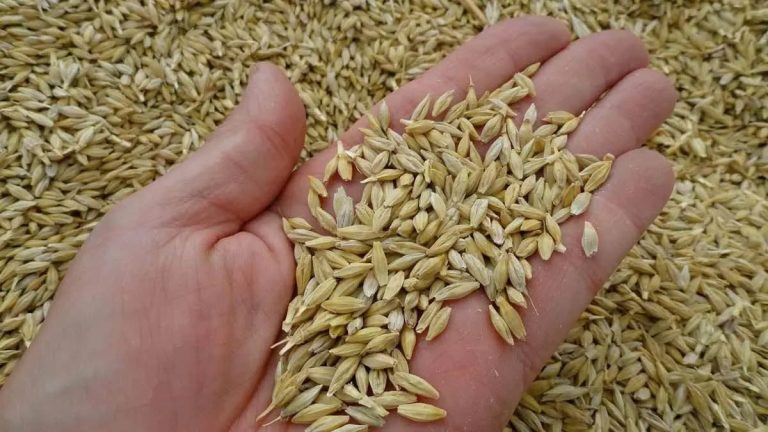 If you are suffering from financial problems and Rahu Dosha then use it by mixing it with barley