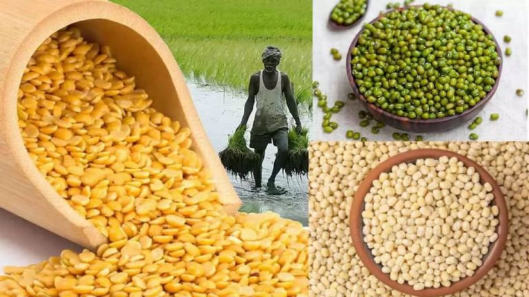 Business News: Due to decrease in production of pulses in the country, import of pulses will double in 2024