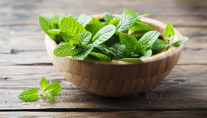 Mint is the solution to many problems in summer, know its benefits and how to grow it at home