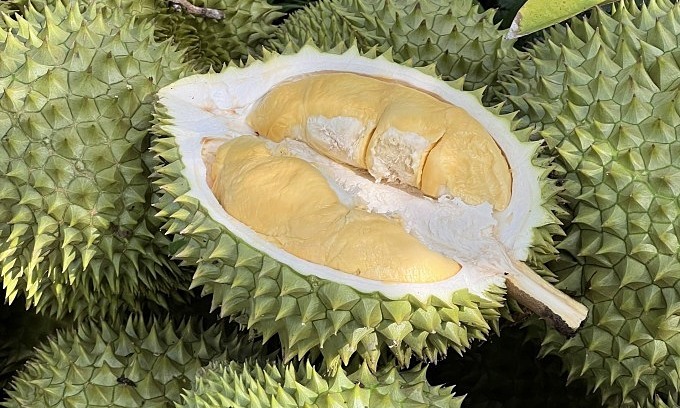 Oversupply, falling China demand halve durian prices