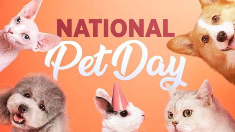 National Pet Day: Swallowed food can be harmful for pets, be careful