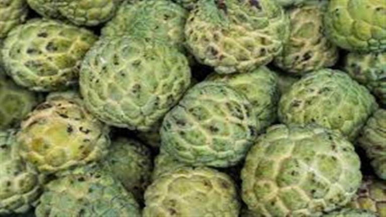 From increasing immunity to improving digestion, know the tremendous benefits of eating custard apple