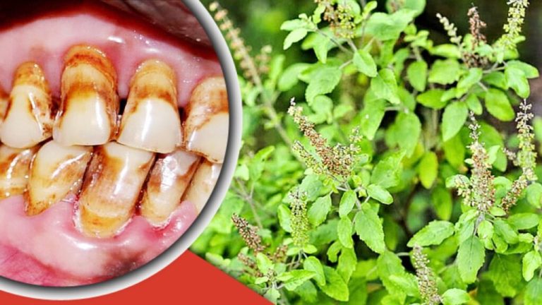 Chewing tulsi leaves is harmful for this reason