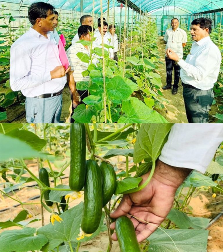 Positive results of ongoing research work on cucumber production in Bikaner