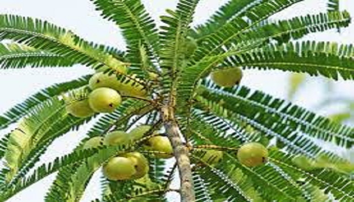 Do these remedies related to Amla tree