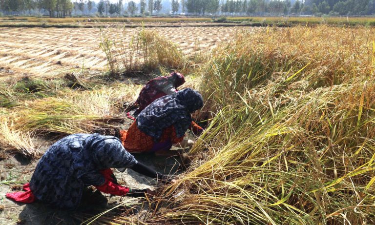 Bihar: Paddy crop to be bumper this year, who will agriculture department help?