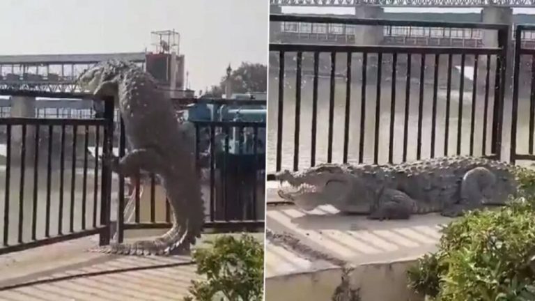 Video: A huge crocodile suddenly came out of the canal, police and forest department rescued it after a lot of hard work