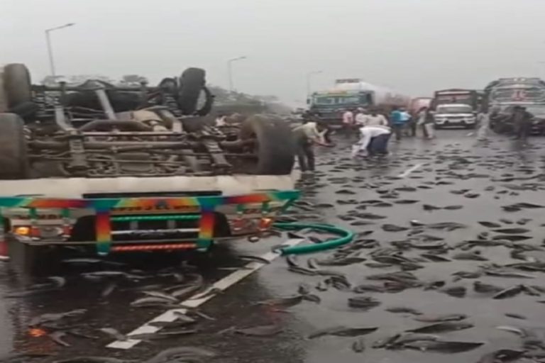 In Dhanbad, a pickup van carrying mangoor fish overturned on the road, looting the fish by villagers and passers-by.