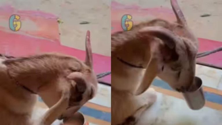 Goat Viral Video: Goat is very addicted, as soon as he sees a glass in front of him…;  Video viral!