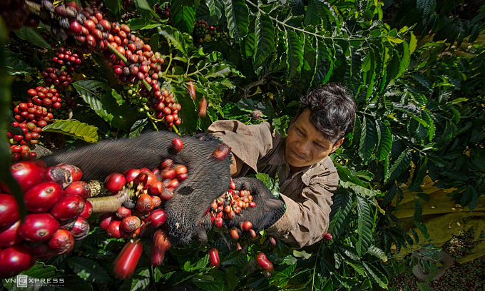 Vietnam’s coffee prices on the rise