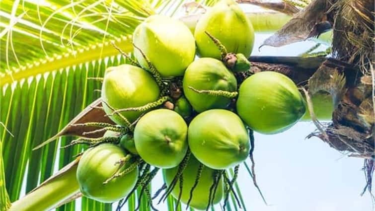 What is the right time to drink coconut water, know expert’s advice – News India Live