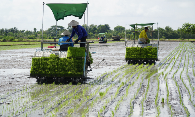 Rice export prices dip, no longer world’s highest