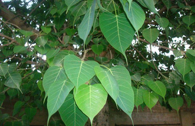 Do you know that Peepal is not just a tree but a treasure of medicines, read now to know more