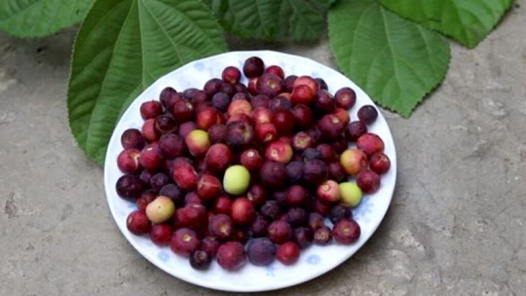 Summer Fruits: Eating this small village fruit in summer will not accumulate blood cholesterol and reduce sugar