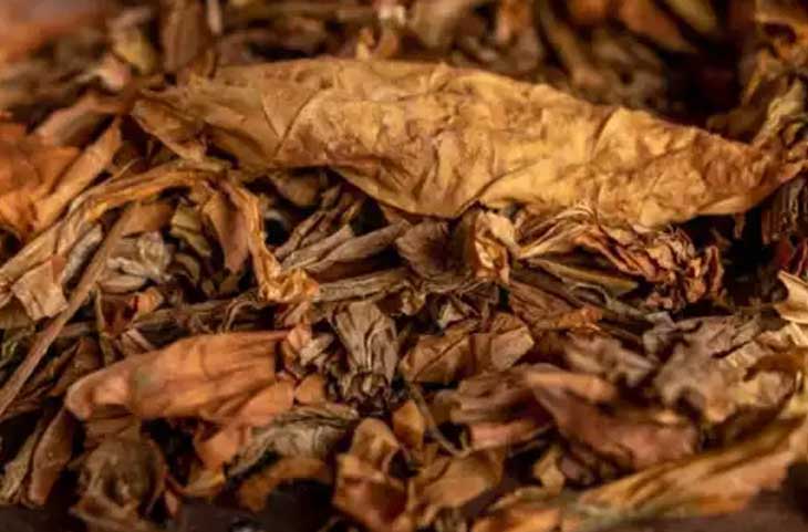 The secret of health is hidden in tobacco leaves! It helps in fighting cancer