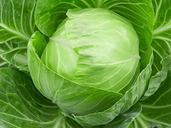 This cabbage is full of qualities, you may not know about it