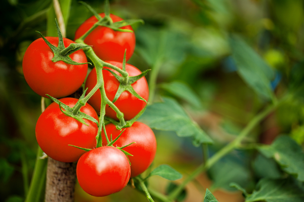 These are the benefits of consuming tomatoes daily, must read