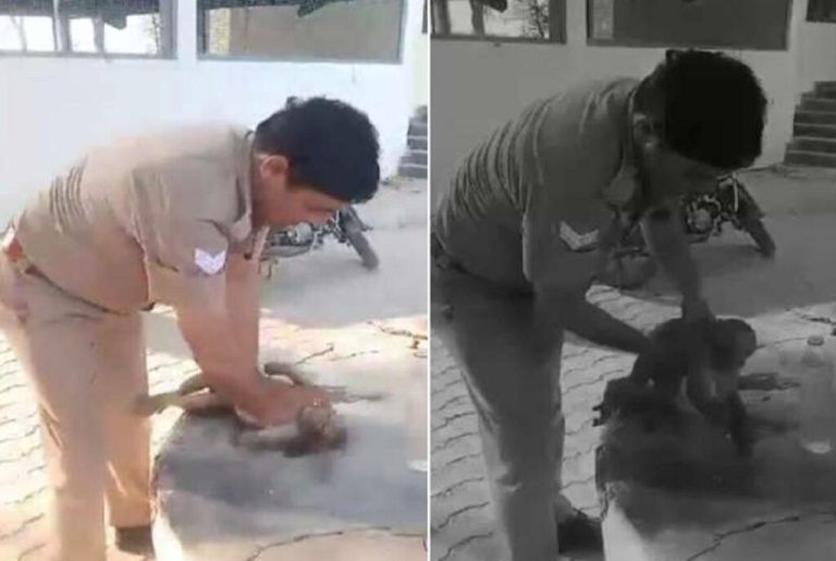 UP police gave CPR to a monkey that fainted due to scorching heat