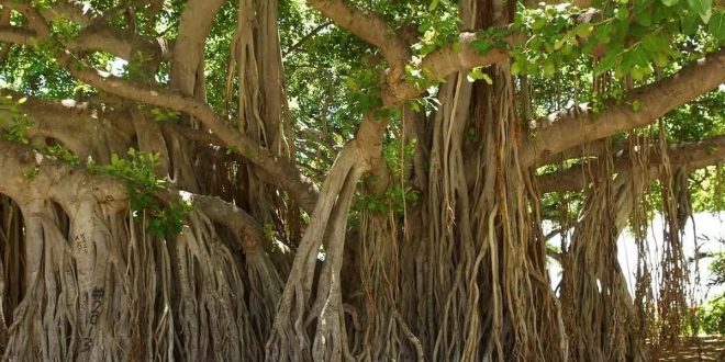 Water To Bargan Tree: On which day should the banyan tree not be watered?