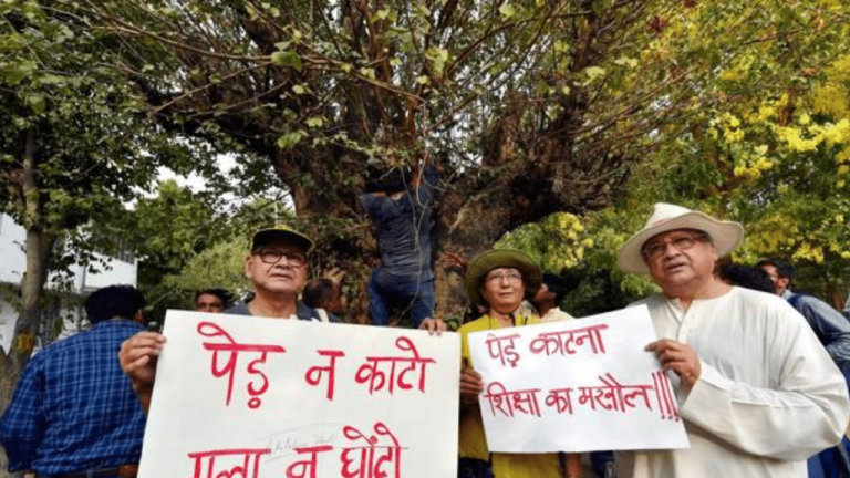 3 trees are cut every hour in Delhi, do you know how many trees are sacrificed in violation of the ban?