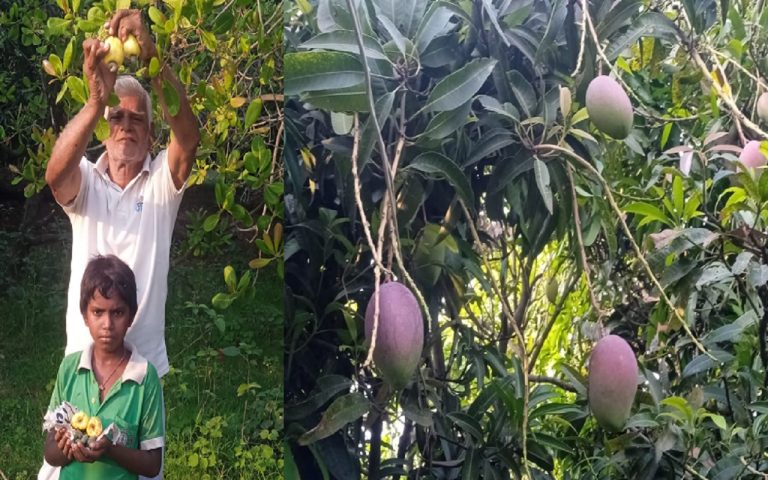 An 81-year-old farmer from Bihar, who quit his government job and grew kulla ma, cashew, has won several awards.